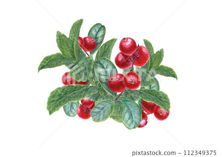 Lingonberries and mint sprigs. Cowberry, whortleberry. Peppermint, forest ripe berries. Fragrant greens and juicy red cranberry. Watercolor illustration for card design, print, package 112349375