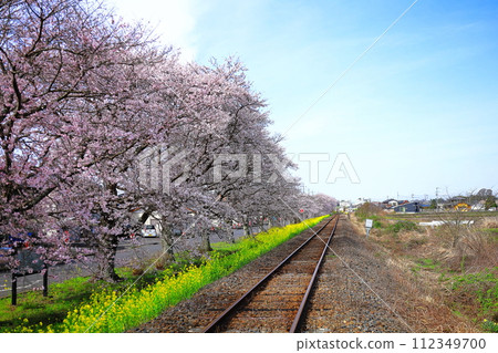 Cherry Blossom/Nanohana Road/Moka City, Tochigi Prefecture 112349700