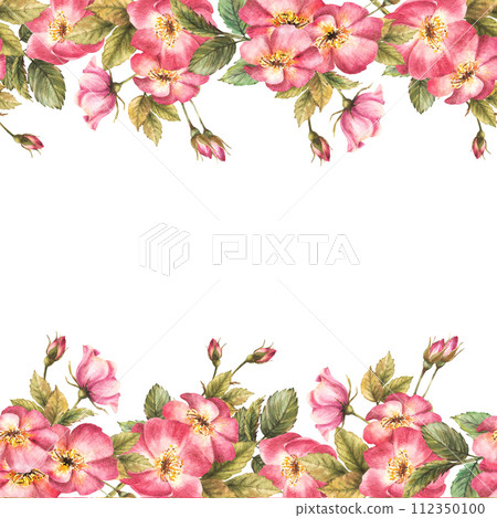 Watercolor floral seamless frame, banner, border. Pink wild rose hip branch with buds, flowers, leaves, dog or brier rose. Botanical template, card print. Hand drawn illustration isolated background. Watercolor floral seamless frame, banner, border. Pink wild rose hip branch with buds, flowers, leaves, dog or brier rose. Botanical template, card print. Hand drawn illustration isolated background. 112350100