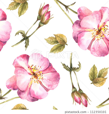Watercolor floral seamless pattern with pink wild rose hip branch with buds, flowers and leaves, dog or brier rose plant Botanical print for wallpaper Hand drawn illustration isolated white background 112350101