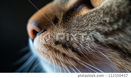 AI-generated content. Cat nose close up day light with copy space 112350437