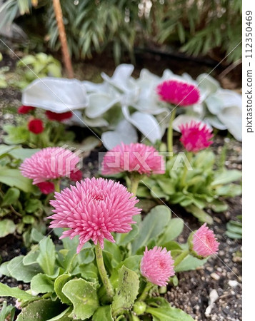 Daisy in full bloom 112350469