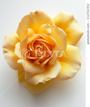 Beautiful yellow rose on white background, closeup. 112352352