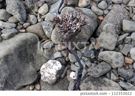 Seaweed on the beach of Atlantic ocean, iceland 112353022