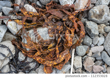 Seaweed on the beach of Atlantic ocean, iceland 112353028