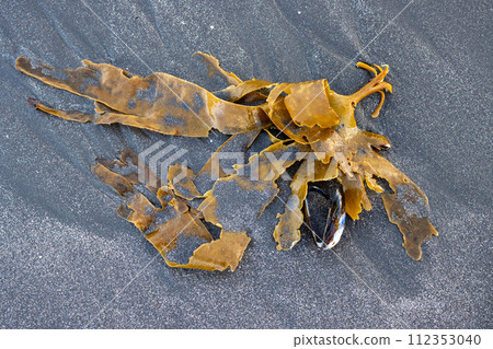 Seaweed on the beach of Atlantic ocean, iceland Seaweed on the beach of Atlantic ocean, iceland 112353040