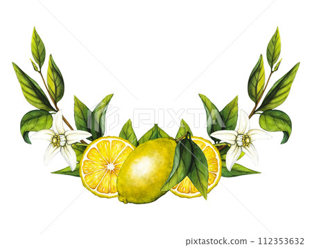 Watercolor Lemon Tree Branch with Flowers isolated on white background. Hand Drawn botanical illustration of Yellow Citrus Fruits. Clipart objects for design 112353632