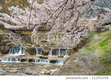 Cherry Blossoms	 112353758