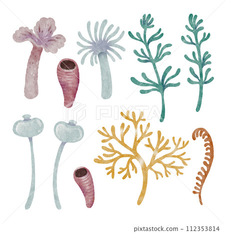 Watercolor green seaweed. Transparent fresh sea plant isolated on white. Realistic botanical illustrations collection. Watercolor green seaweed. Transparent fresh sea plant isolated on white. Realistic botanical illustrations collection. 112353814