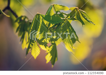 Leaves of chestnut Leaves of chestnut 112354090