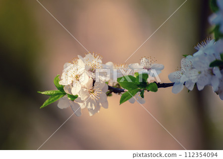 Apricot tree blossoms Apricot tree blossoms 112354094