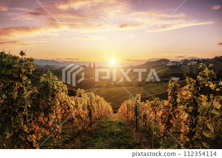 Vineyards row in Slovenia 112354114