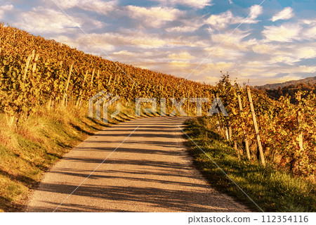 Vineyards row in Slovenia 112354116