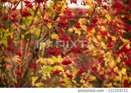 Red berries of viburnum in the wild Red berries of viburnum in the wild 112354151