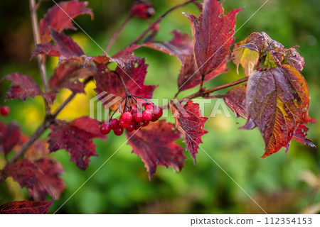 Red berries of viburnum in the wild 112354153
