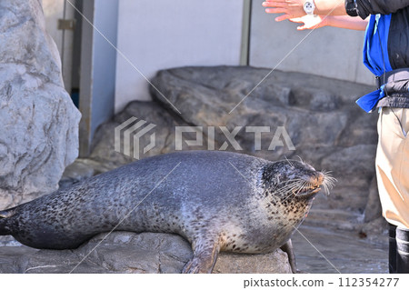 品川水族館斑海豹海豹表演 品川水族館斑海豹海豹表演 112354277