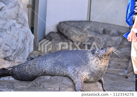 Shinagawa Aquarium Harbor Seal Seal Show 112354278