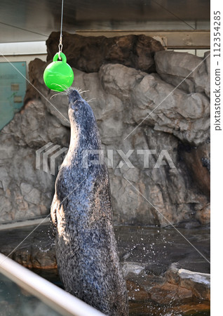 Shinagawa Aquarium Harbor Seal Seal Show Shinagawa Aquarium Harbor Seal Seal Show 112354285