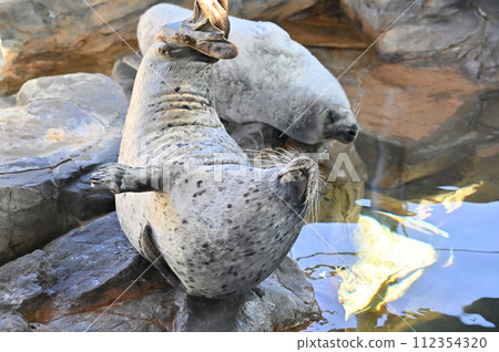 品川水族館斑海豹海豹表演 品川水族館斑海豹海豹表演 112354320