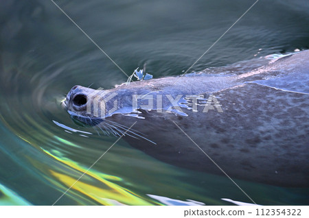 Shinagawa Aquarium Harbor Seal Seal Show 112354322