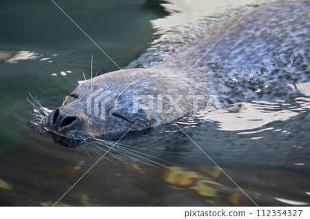 Shinagawa Aquarium Harbor Seal Seal Show 112354327