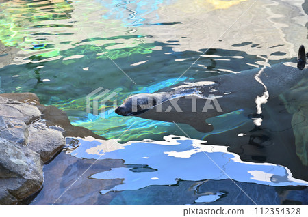 Shinagawa Aquarium Harbor Seal Seal Show 112354328