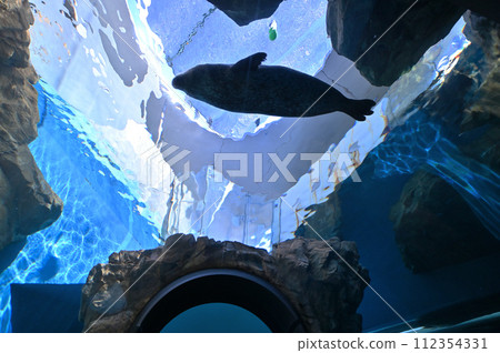 Shinagawa Aquarium Harbor Seal Seal Show Shinagawa Aquarium Harbor Seal Seal Show 112354331