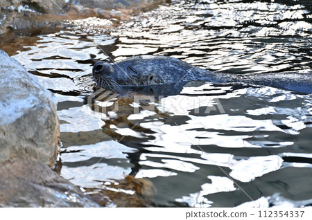 品川水族館斑海豹海豹表演 112354337