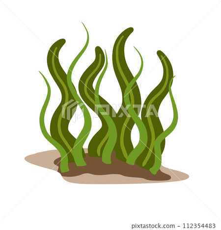 Algae on seabed. Underwater scenery. Plants and seaweed with long leaves. Element of the sea and water. Aquarium Icon isolated on white background Algae on seabed. Underwater scenery. Plants and seaweed with long leaves. Element of the sea and water. Aquarium Icon isolated on white background 112354483