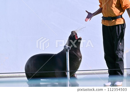 品川水族館海獅 海獅表演 品川水族館海獅 海獅表演 112354503