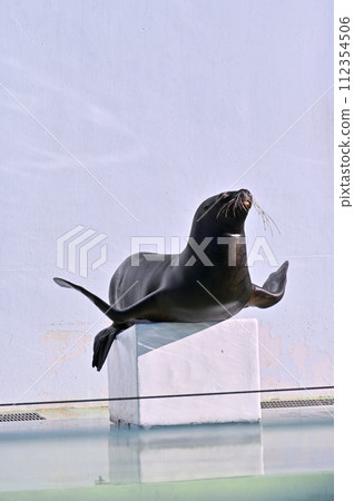 Shinagawa Aquarium Sea Lion Sea Lion Show 112354506