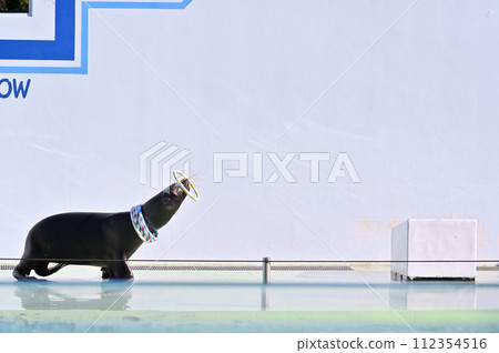 Shinagawa Aquarium Sea Lion Sea Lion Show Shinagawa Aquarium Sea Lion Sea Lion Show 112354516