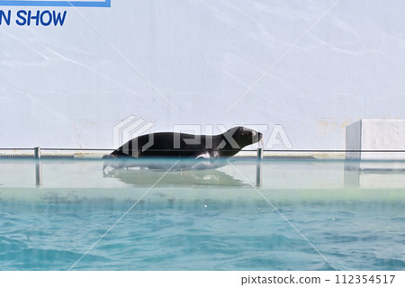 Shinagawa Aquarium Sea Lion Sea Lion Show Shinagawa Aquarium Sea Lion Sea Lion Show 112354517