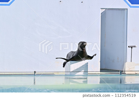 品川水族館海獅 海獅表演 112354519