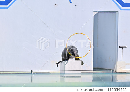 Shinagawa Aquarium Sea Lion Sea Lion Show Shinagawa Aquarium Sea Lion Sea Lion Show 112354521