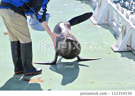 Shinagawa Aquarium Sea Lion Sea Lion Show Shinagawa Aquarium Sea Lion Sea Lion Show 112354530
