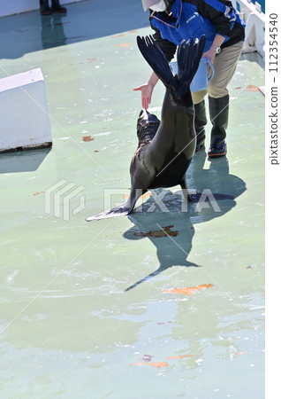 品川水族館海獅 海獅表演 112354540