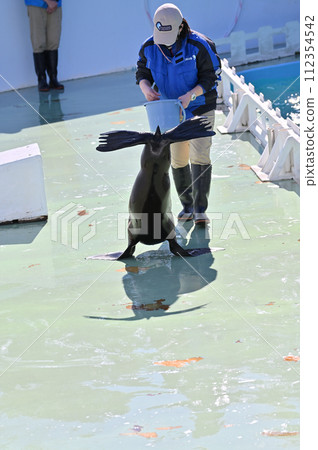 Shinagawa Aquarium Sea Lion Sea Lion Show Shinagawa Aquarium Sea Lion Sea Lion Show 112354542