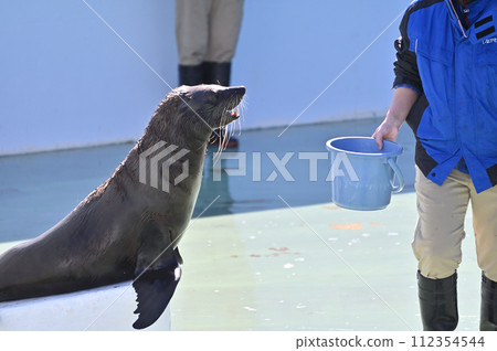 品川水族館海獅 海獅表演 112354544
