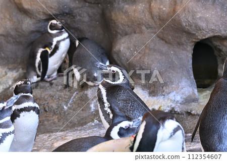 Shinagawa Aquarium Magellan Penguin Penguin Land Shinagawa Aquarium Magellan Penguin Penguin Land 112354607