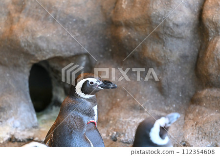 品川水族館 麥哲倫企鵝 企鵝樂園 112354608