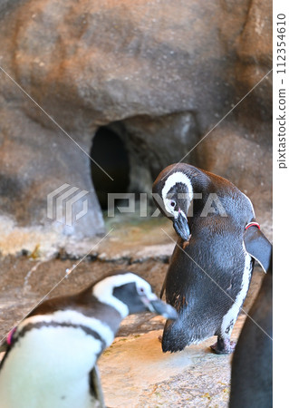 Shinagawa Aquarium Magellan Penguin Penguin Land 112354610