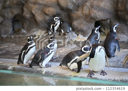 Shinagawa Aquarium Magellan Penguin Penguin Land Shinagawa Aquarium Magellan Penguin Penguin Land 112354619