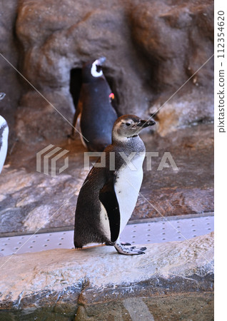 Shinagawa Aquarium Magellan Penguin Penguin Land Shinagawa Aquarium Magellan Penguin Penguin Land 112354620