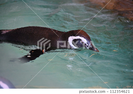 Shinagawa Aquarium Magellan Penguin Penguin Land Shinagawa Aquarium Magellan Penguin Penguin Land 112354621