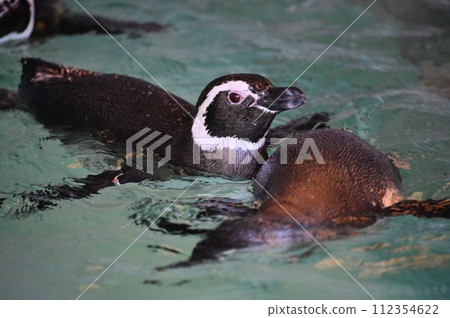 Shinagawa Aquarium Magellan Penguin Penguin Land Shinagawa Aquarium Magellan Penguin Penguin Land 112354622