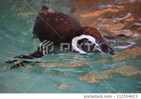 品川水族館 麥哲倫企鵝 企鵝樂園 品川水族館 麥哲倫企鵝 企鵝樂園 112354623