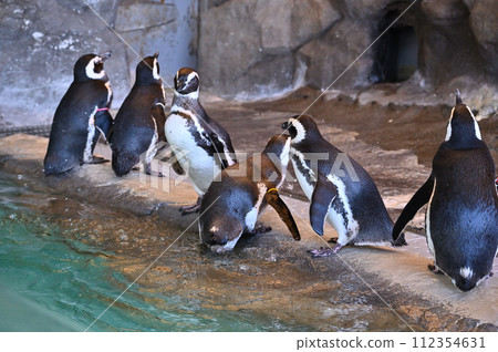 Shinagawa Aquarium Magellan Penguin Penguin Land Shinagawa Aquarium Magellan Penguin Penguin Land 112354631