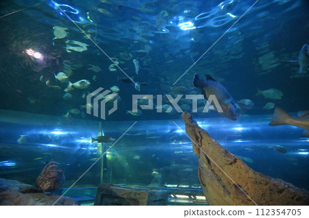 品川水族館 112354705