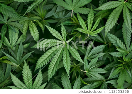 Idealistic cannabis leaves green background, texture pattern, top view 112355266